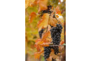 Jesenné vinice priam hýrili farbami a zaujímavými námetmi