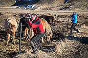 Islandské koníky sa radi fotografujú