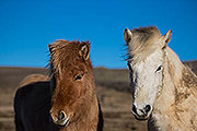 Islandské kone sú nádherné